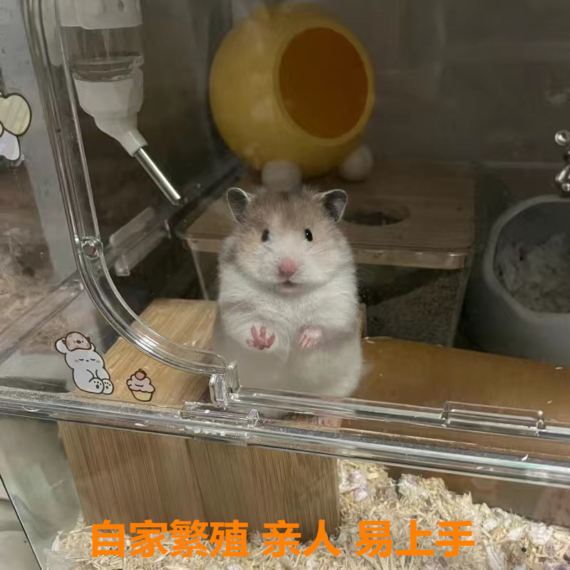 仓鼠活体成年大仓鼠活物自养繁殖成年波利紫仓银狐布丁可繁殖产仔