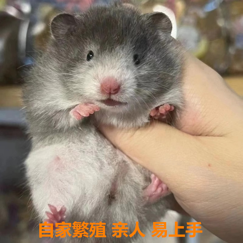 卷毛金丝熊 纯银 米熊 白腰金丝熊 卷毛卷毛波利 情侣宠物 萌宠