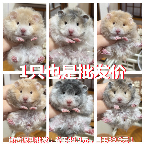 家养长毛金丝熊巨型仓鼠活物稀有眼线黄黑波利密蓝毛自养繁殖包活