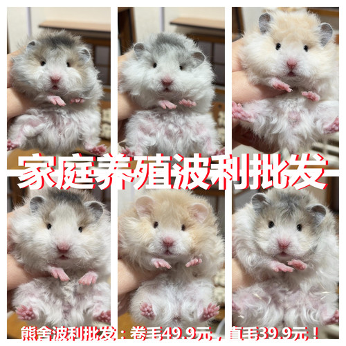 包邮小仓鼠宠物金丝熊活物银狐布丁三线紫仓奶茶情侣一对情侣