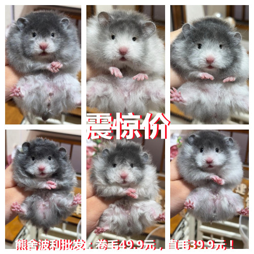 家养卷毛金丝熊活物仓鼠稀有卷毛黑火蜜波利纯银鸽灰肉桂仓鼠