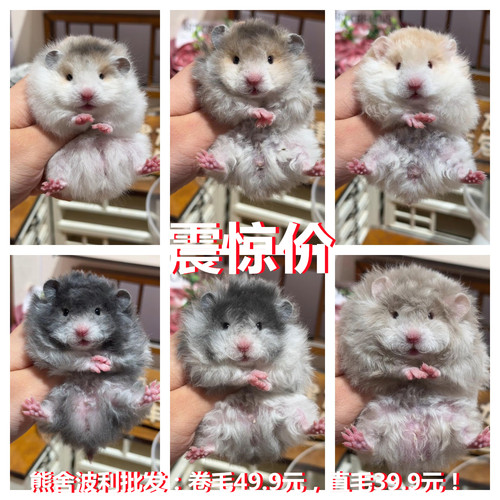 仓鼠活物富养繁殖银狐波利紫仓三线家养小宠物金丝熊活体卷毛鼠