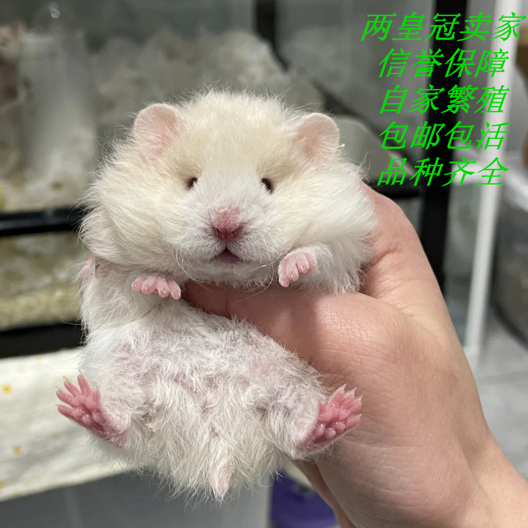 家养黑波利黄波利鸽灰金丝熊活宠稀有长毛卷毛藤盒发货肉桂纯银