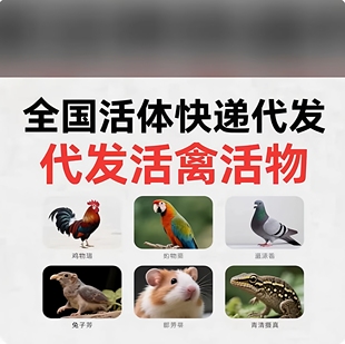 顺丰寄乌龟鱼活物代寄鹦鹉仓鼠守宫活体宠物托运豚鼠明发上门收