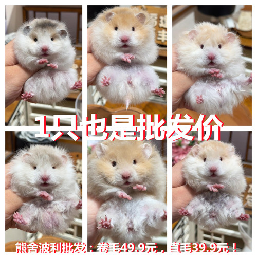 仓鼠活物一对可繁殖送笼蜜波利金丝熊活体宠物自养繁殖运输包活