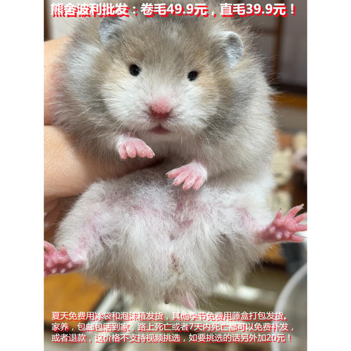 家养小仓鼠活物自家繁殖不咬人银狐布丁波利紫仓活体宠物一公一母
