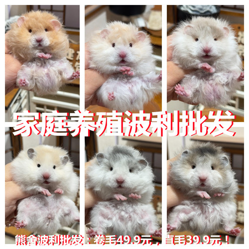 小仓鼠活物自家繁殖卷毛鼠金丝熊米熊活体一对苍鼠一公一母包活