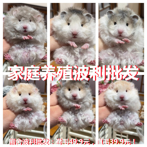 卷毛卷毛火波利纹熊金丝熊仓鼠自家繁殖 好养活黑黄波卷毛金丝鼠