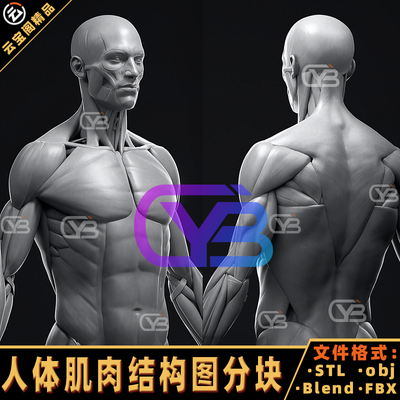 人体角色Blender男性全身肌肉结构解剖3D模型可分块人物高精度OBJ