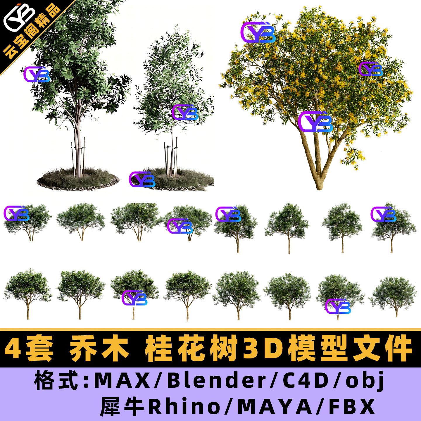 桂花树乔木3D模型素材文件图片