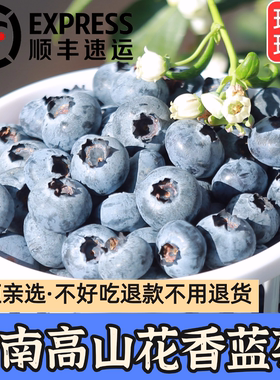 现摘云南高山花香蓝莓新鲜水果当季L25蓝莓脆甜孕妇水果顺丰空运
