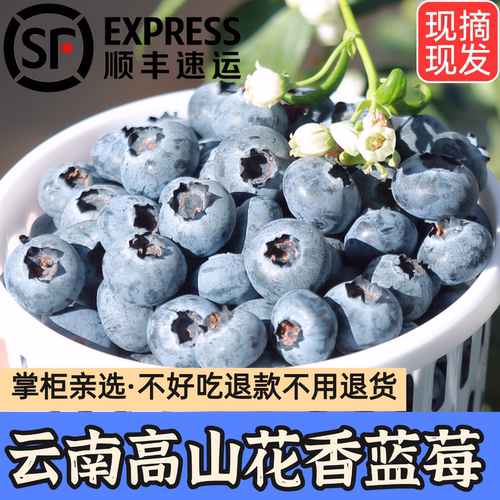 现摘云南高山花香蓝莓顺丰空运
