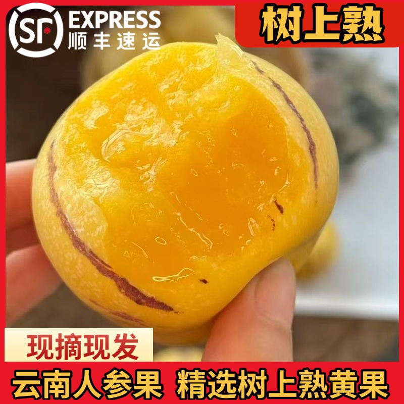 云南树上熟人参果自然成熟