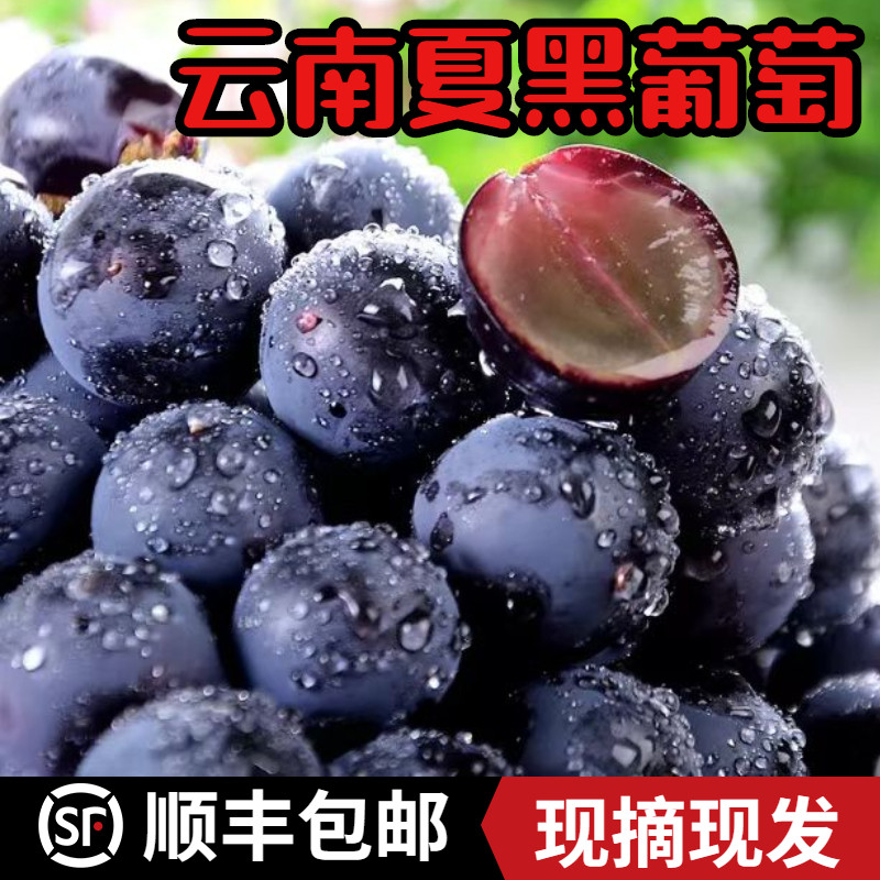 现摘云南夏黑葡萄无籽蓝莓葡萄黑蜜葡萄香甜提子新鲜水果 3斤顺丰