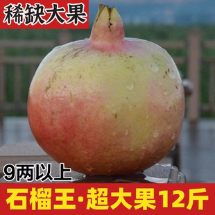13个 9两以上大果12斤12 超大石榴王 现摘云南蒙自老树甜石榴