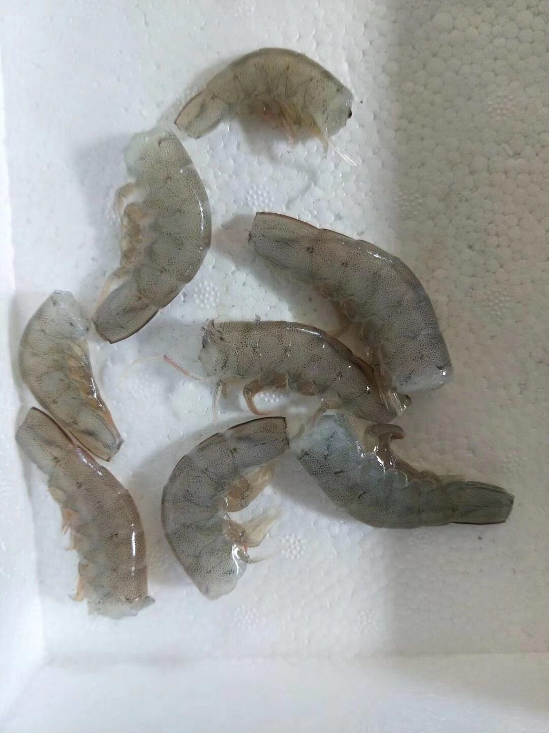 包邮鲜活速冻虾段 观赏鱼食 罗汉饲料 热带鱼 龙鱼 发色 魟鱼饲料