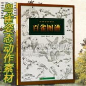 麻雀姿态动作素材百雀图谱 绘画麻雀家雀黄雀鸟类工笔白描线描画资料素材工笔画麻雀绘画姿态动作变化解剖雀图谱写画法技法书籍