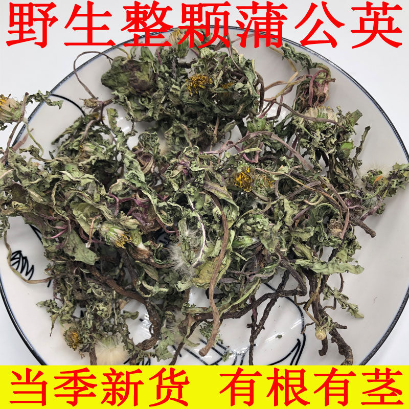 蒲公英新鲜晒干整株带根泡茶水洗