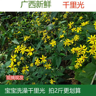 现摘现发广西山里新鲜千里光500g中药材九里光九里明小孩洗澡泡澡