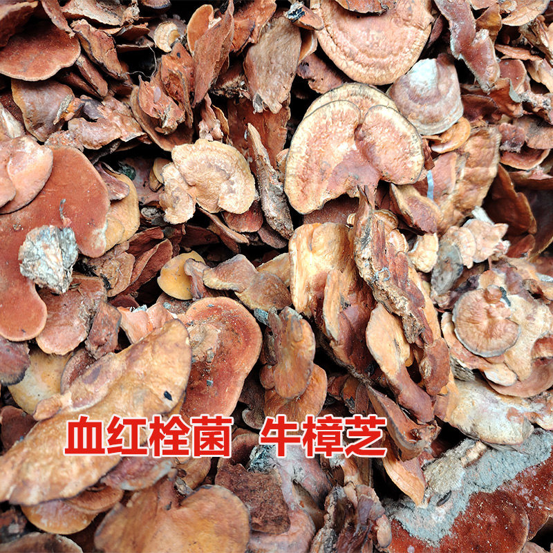 广西野生血红栓菌雪灵芝