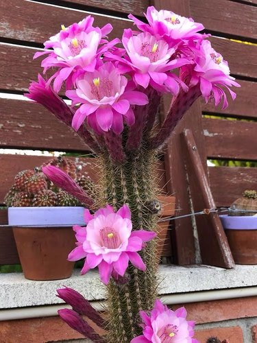 大花精品仙人球【奥拓】金玉兔开漂亮花仙人掌金妞多肉植物防辐射