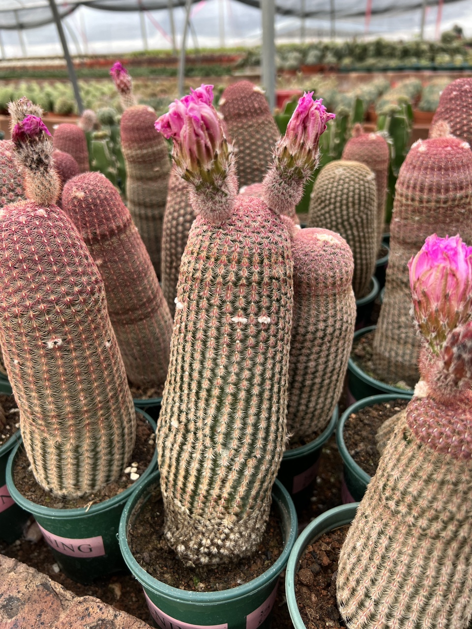 落地红太阳仙人球稀有品种开花多肉植物盆栽花卉仙人掌小型桌面