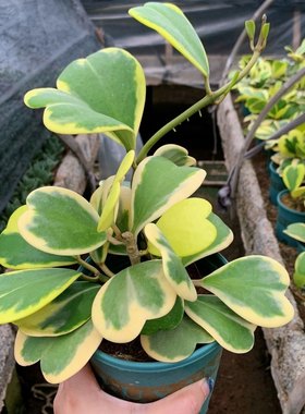 心叶球兰锦爱心多肉心形攀藤心型多肉植物室内防辐射盆栽花卉绿植