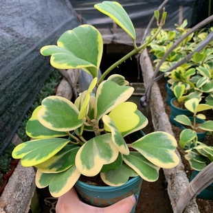 心叶球兰锦爱心多肉心形攀藤心型多肉植物室内防辐射盆栽花卉绿植