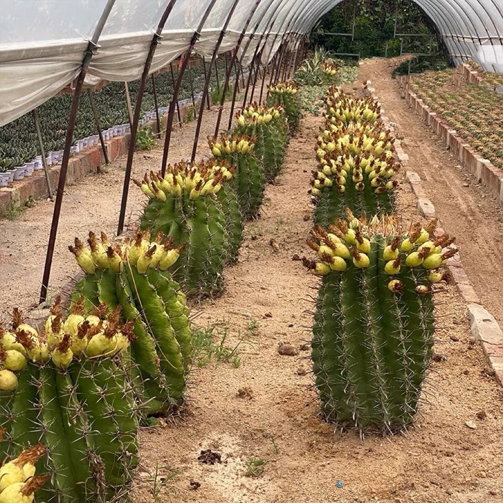 实生巨鹫玉 超大型沙漠多肉植物多肉植物