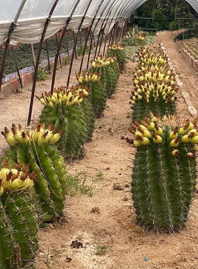 实生巨鹫玉 超大型沙漠多肉植物景观工程庭院植物 富贵玉仙人球