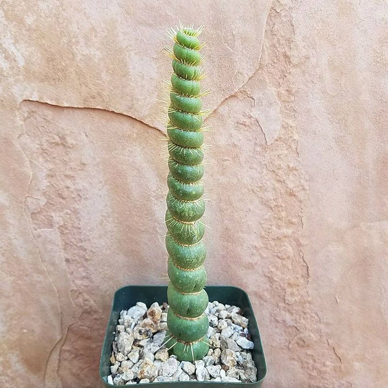 绿竹 竹节型仙人球仙人柱 多肉植物组合盆栽