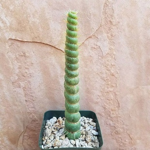 绿竹 竹节型仙人球仙人柱 多肉植物组合盆栽