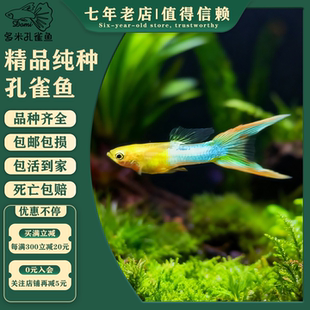 日本蓝双剑精品孔雀鱼金属蓝剑尾皮实好养易繁殖特殊尾型凤尾鱼