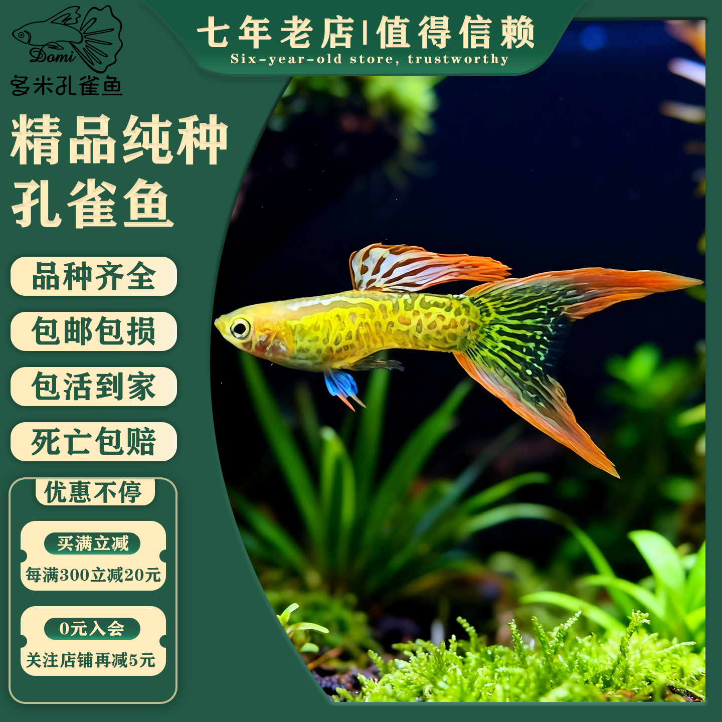 幻彩红蕾丝双剑孔雀鱼好养易繁殖