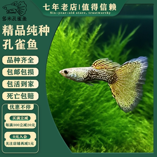 黑金蕾丝高端新品纯种小型孔雀鱼稀有三角尾好养耐活观赏凤尾鱼