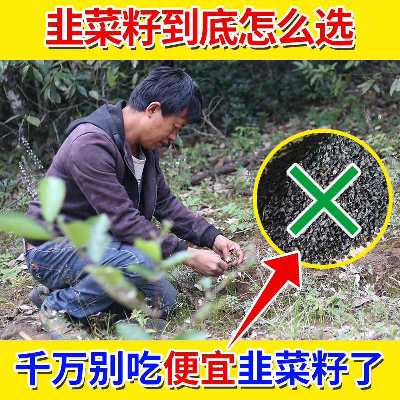 深山韭菜籽生韭菜籽农家晾晒起阳籽500g可搭配菟丝子沙苑子泡水