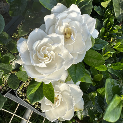 法莲栀子花 八重咲重瓣浓香栀子花盆栽 多季开花 绿植