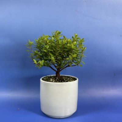 独杆皋月杜鹃 早乙女 微盆景矮小植物素材苗桌面盆栽迷你植物