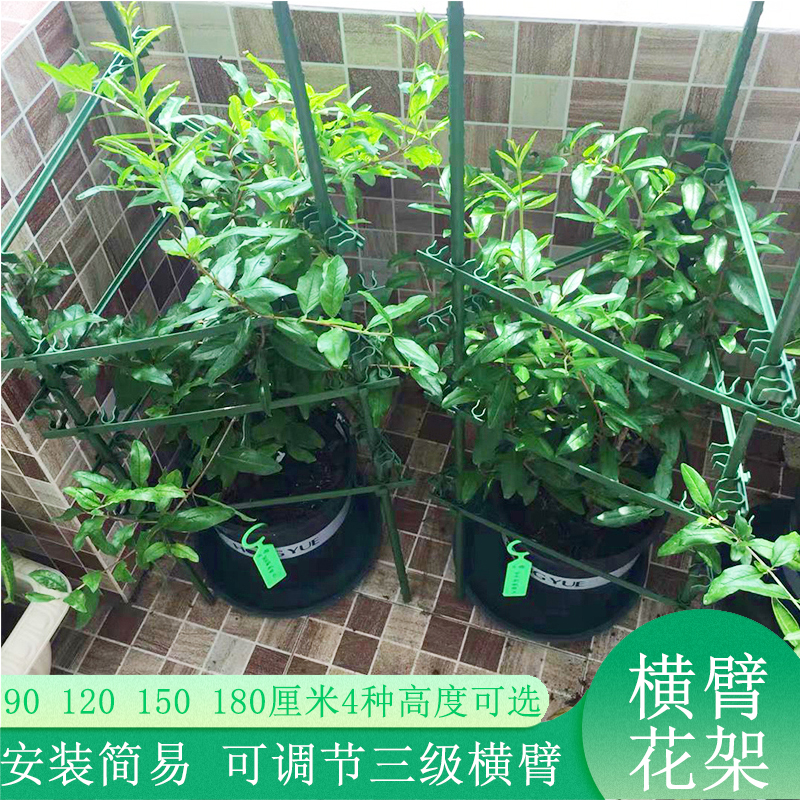 爬藤植物蔬菜多少钱 爬藤植物蔬菜优惠券免费领取 有条鱼 爬藤植物蔬菜多少钱 爬藤植物蔬菜优惠券免费领取 有条鱼