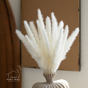 天然小芦苇永生花束橱窗装饰田园摆件文艺软毛拂尘花婚庆场地装饰
