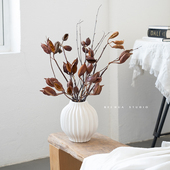 天然干果枝澳大利亚进口酒瓶果森系植物豆角干花诧寂风拍摄道具