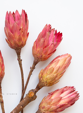 南非进口莲花公主干花北欧风日系复古甜品店咖啡餐厅家居软装饰品