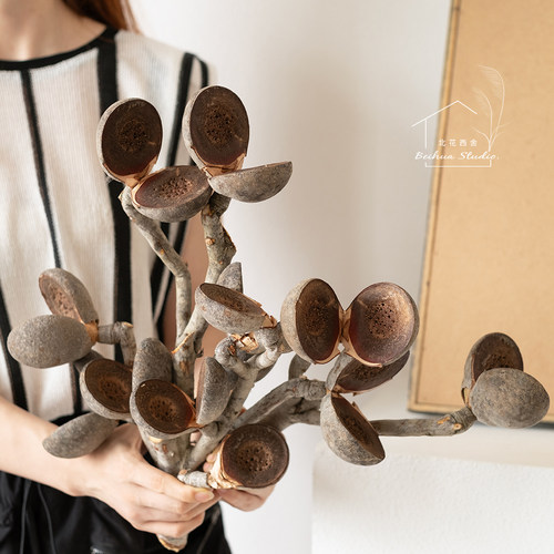 澳洲进口干树枝家居个性插花软装