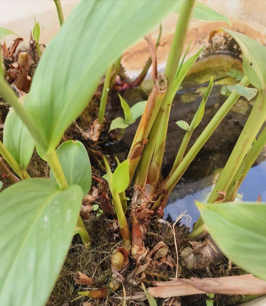 广东四季现挖姜花球根庭院鱼塘种植白姜花苗好养易活野姜种球块根