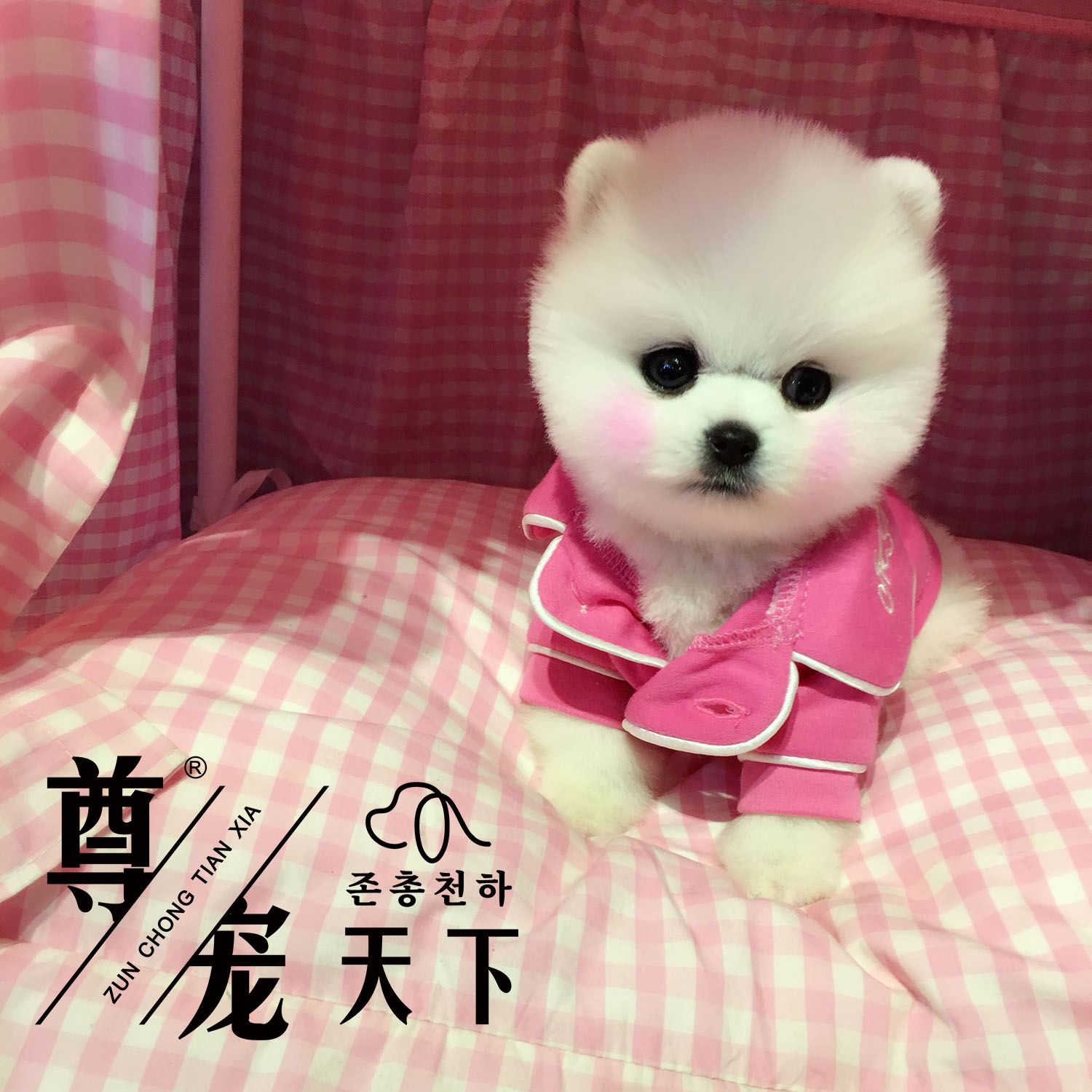 尊宠天下俊介幼犬宠物活体茶杯犬纯种赛级博美犬北京实体店