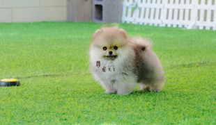 尊宠天下俊介幼犬宠物活体茶杯犬纯种赛级博美犬北京实体店