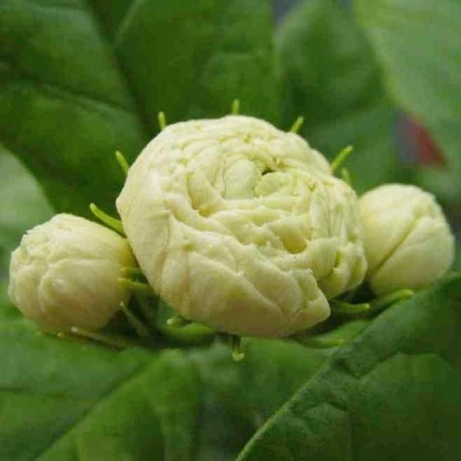 三叶轮生多重瓣虎头茉莉花盆栽植物花卉室内阳台庭院开花香型茉莉