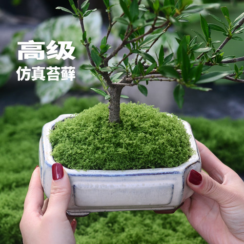 花百事苔藓造景仿真材料花盆鱼缸