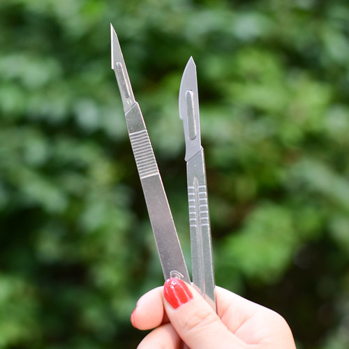 多肉砍头蟹爪兰嫁接十二卷分株