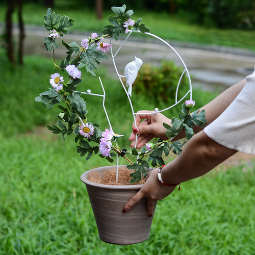 花百事龟甲龙/山乌龟/雪莹爬藤架